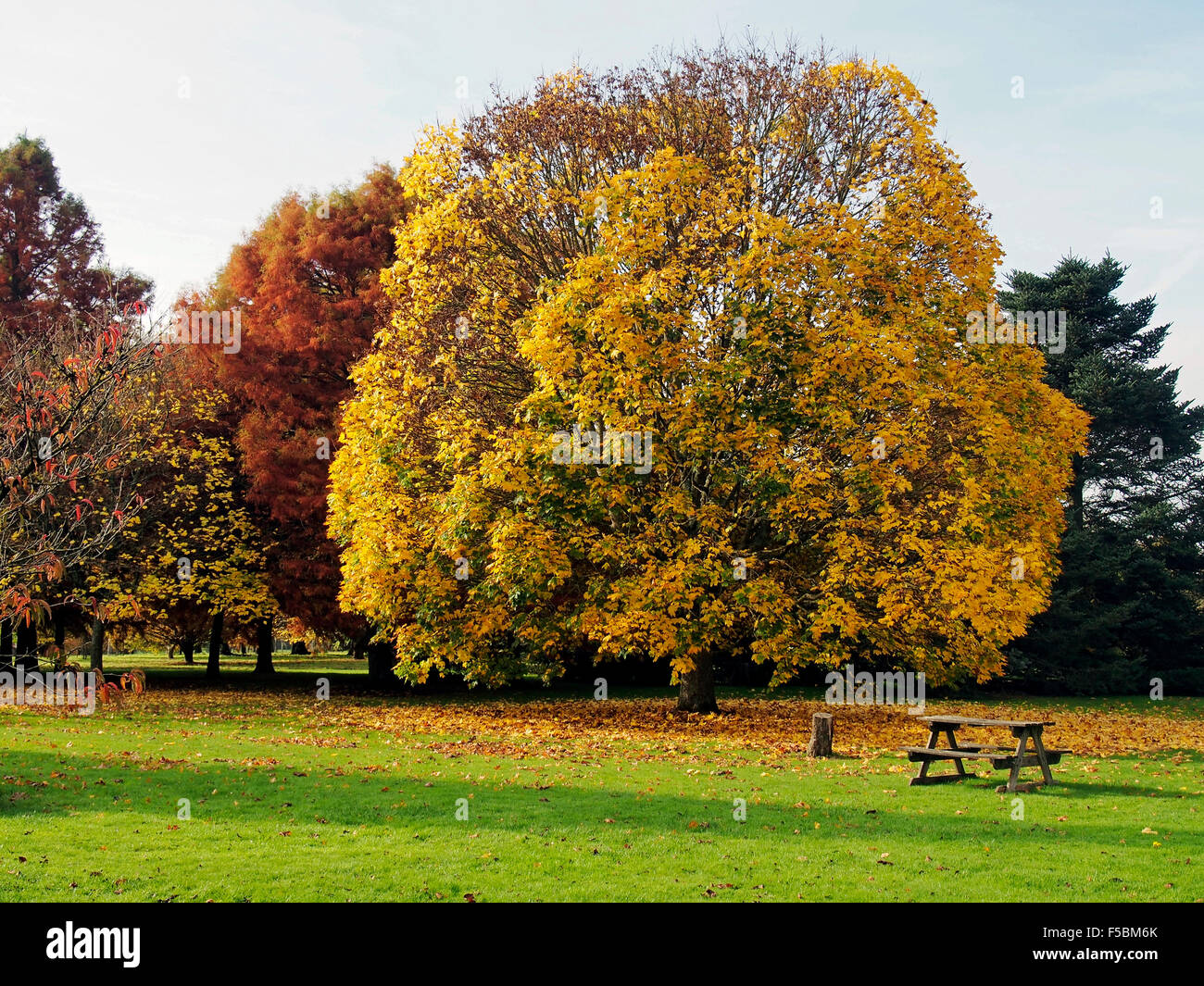 Brillante Autunno colori foglia in un parco a Sir Harold Hillier giardini, Ampfield Hampshire Foto Stock