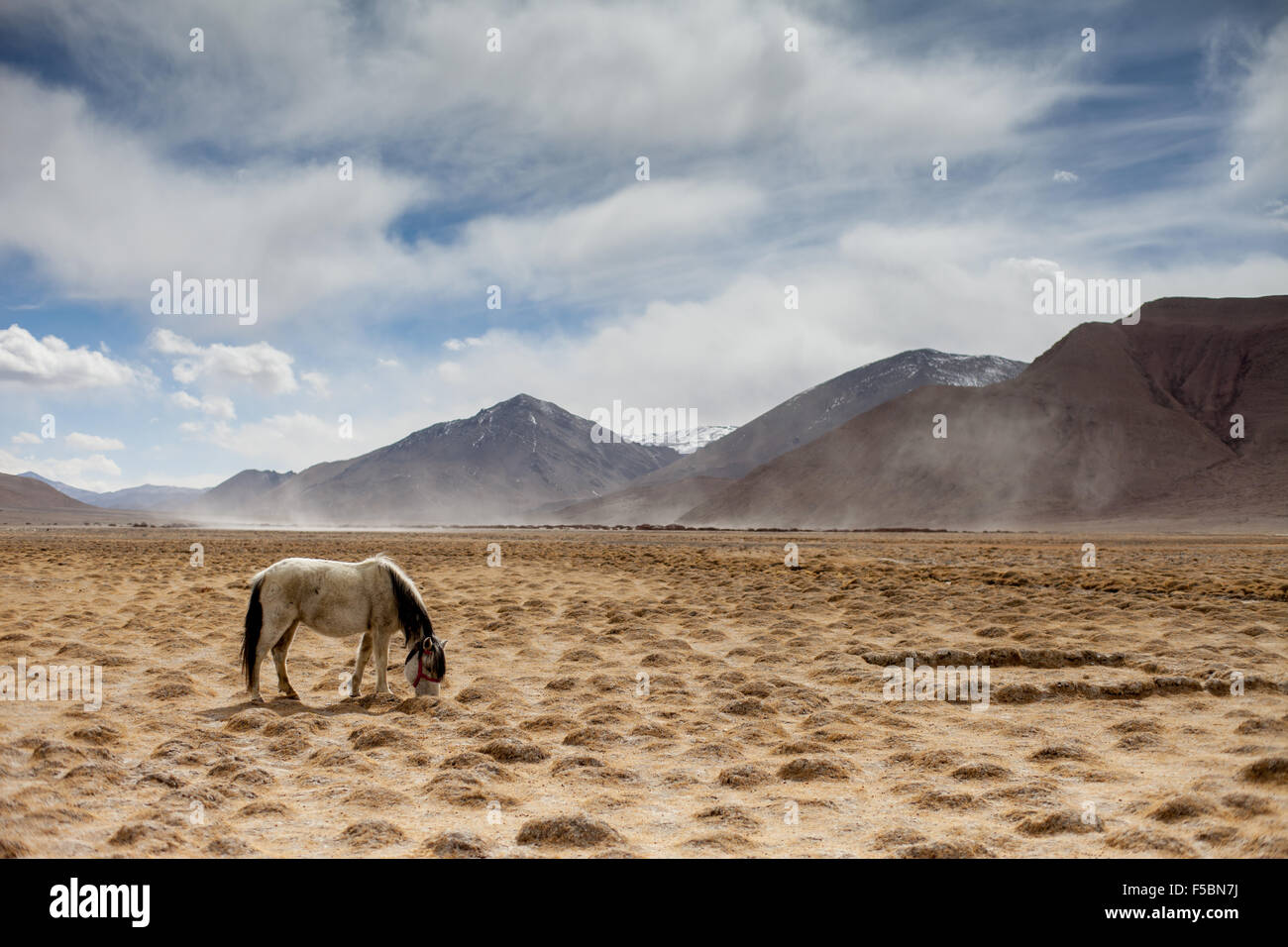 Un cavallo bianco sfiorando il freddo vento spazzata di pianura a Hanle in inverno Foto Stock
