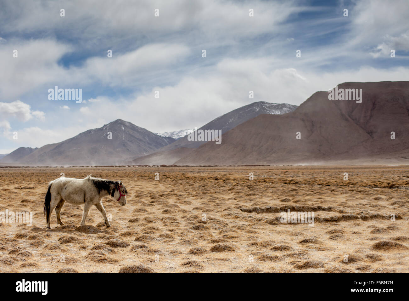 Un cavallo bianco sfiorando il freddo vento spazzata di pianura a Hanle in inverno Foto Stock