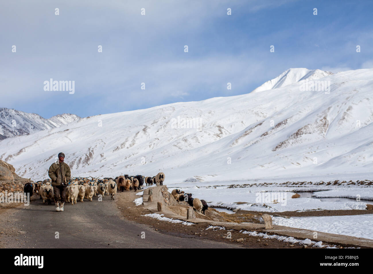 Un nomade tibetana pastore tornando a casa con il suo gregge di pecore presso il campeggio in Puga Foto Stock