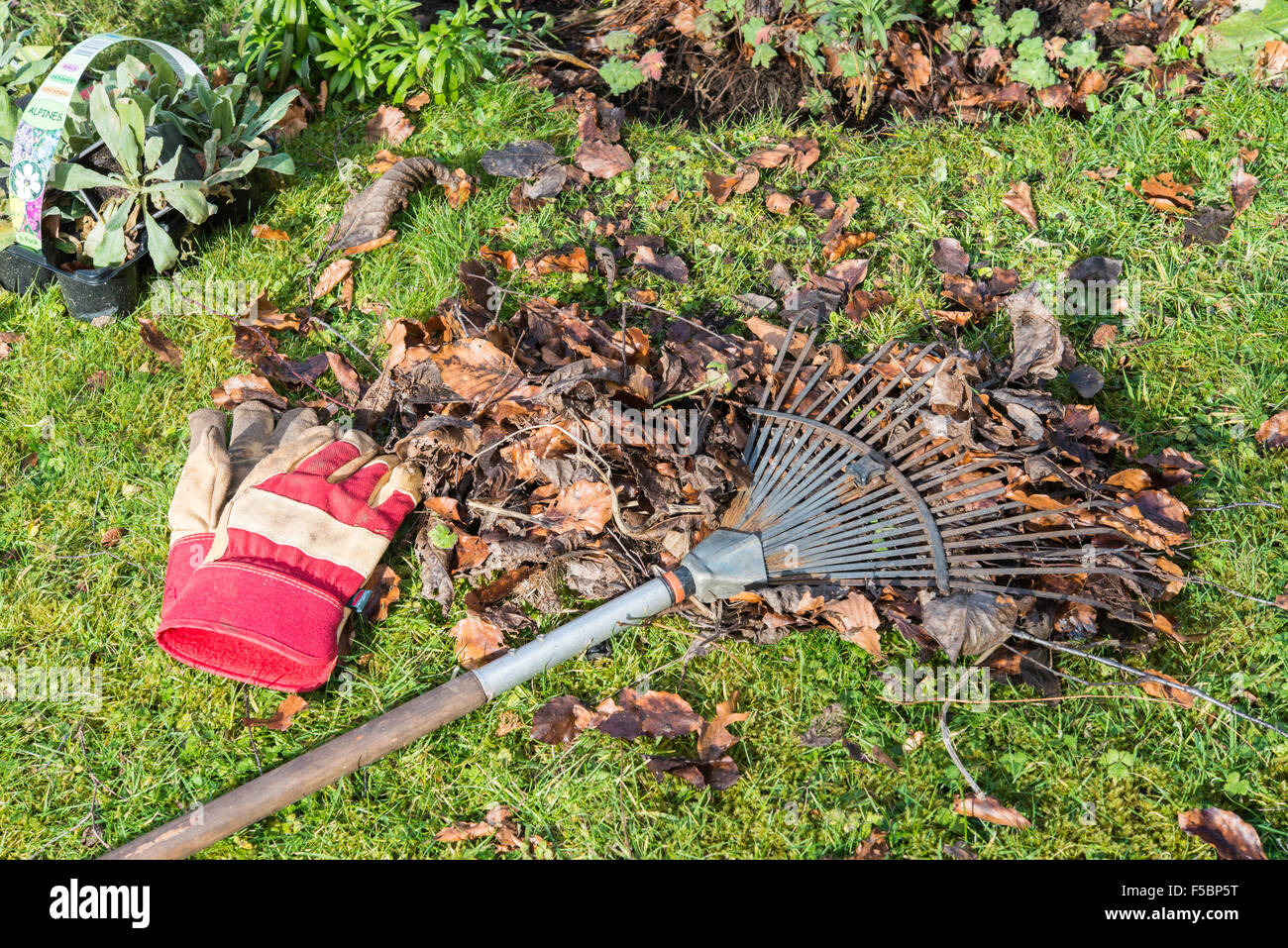 Foglie di autunno in giardino essendo rastrellata fino con rastrello sulla terra e guanti da giardinaggio sul prato. Gloucestershire England Regno Unito Foto Stock
