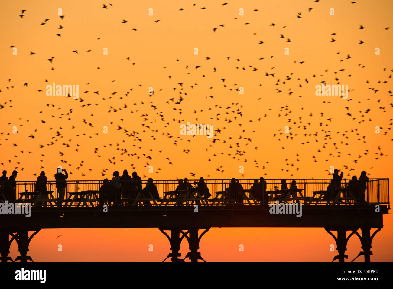Aberystwyth, Wales, Regno Unito. 1 Novembre, 2015. Un gregge di storni di mosche intorno a Aberystwyth pier al tramonto alla fine di una giornata di caldo sole in west wales.La temperatura a Trawscoed stazione meteorologica, a poche miglia di navigazione della città, hanno raggiunto 22,4 gradi centigradi, (72.3F) rottura del Regno Unito lunga novembre record di temperatura. Ogni sera tra ottobre e marzo di decine di migliaia di uccelli volare in enormi murmurations nel cielo sopra la città prima di stabilirsi a roost per la notte della ghisa alle gambe del lungomare vittoriano Pier. Credito: keith morris/Alamy Live News Foto Stock