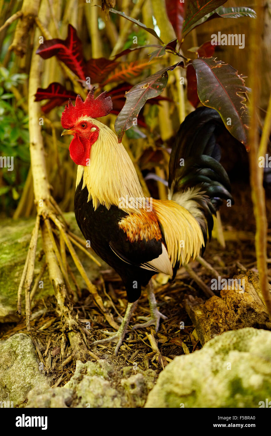 Gallo selvatico Key West Florida USA Foto Stock