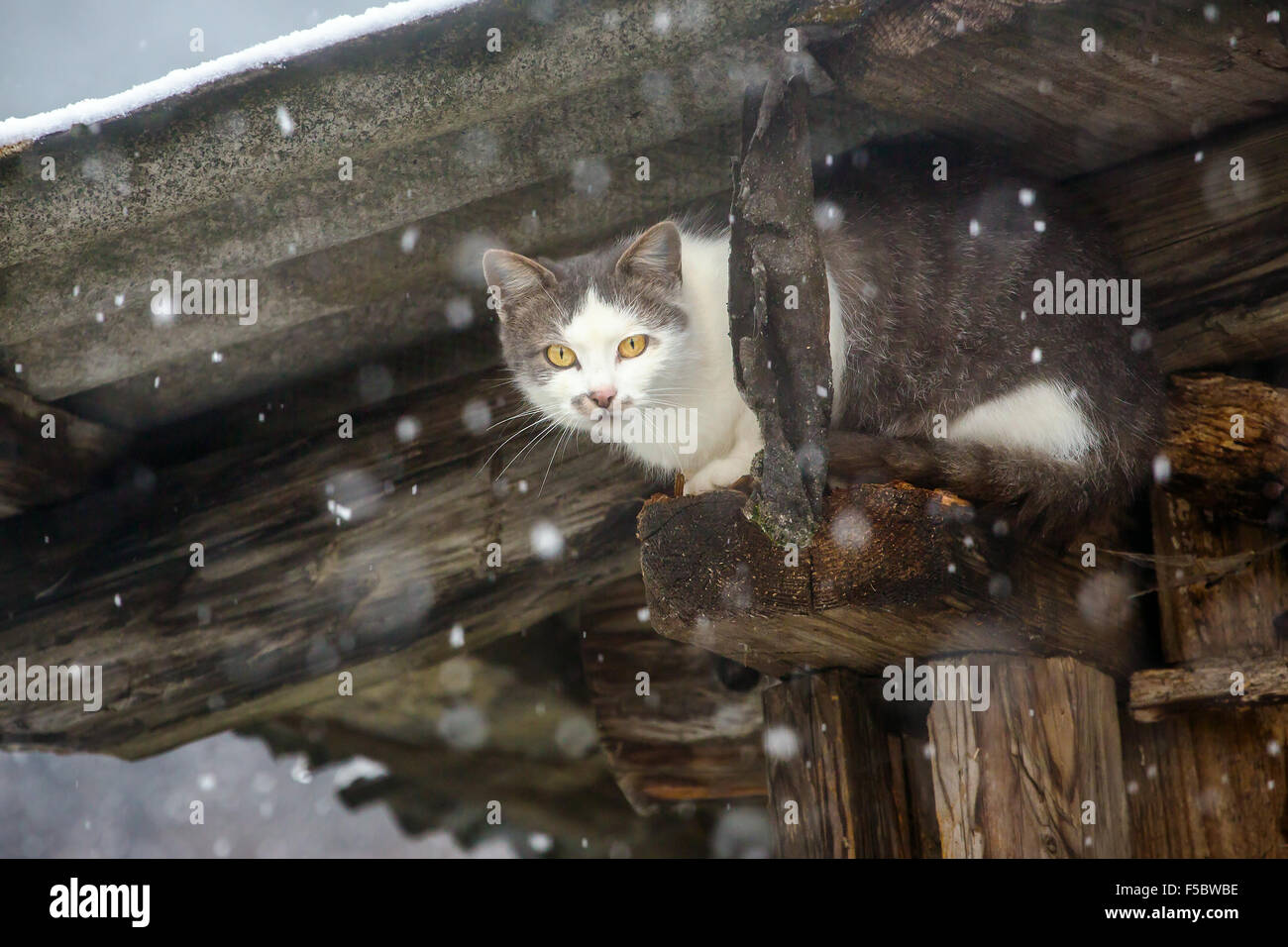 Gatto randagio hidding sotto il tetto durante forti nevicate Foto Stock