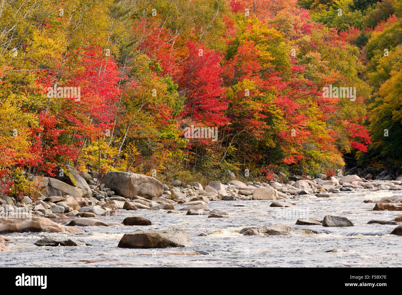 Alberi in autunno colori, il fiume Pemigewasset, White Mountain National Forest New Hampshire New England USA Foto Stock