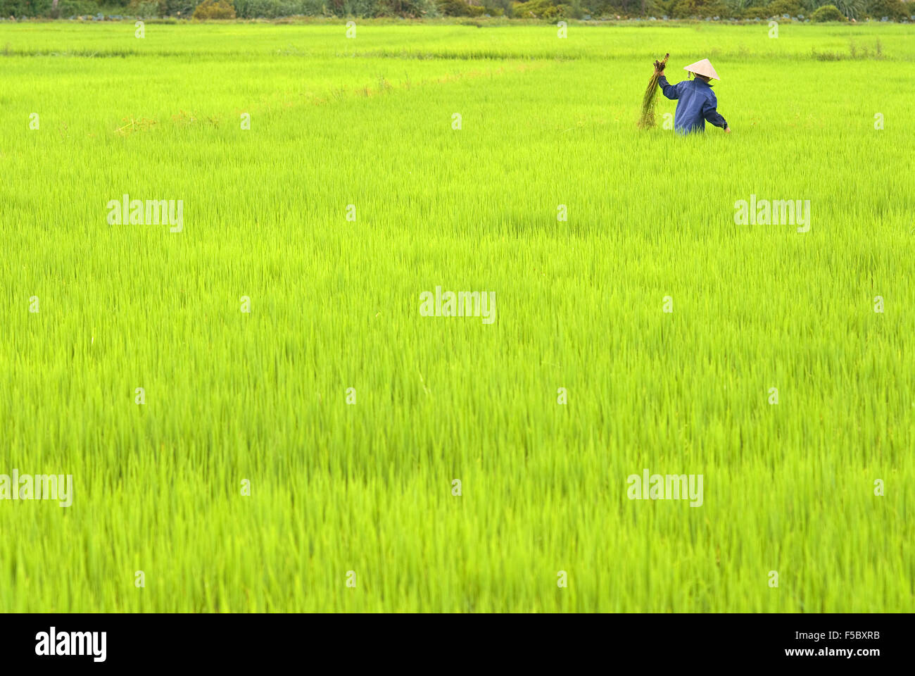 Le donne tendono i campi di riso. Hoi An, Vietnam. Il Vietnam, Quang Nam provincia, intorno a Hoi An, campi di riso. Foto Stock