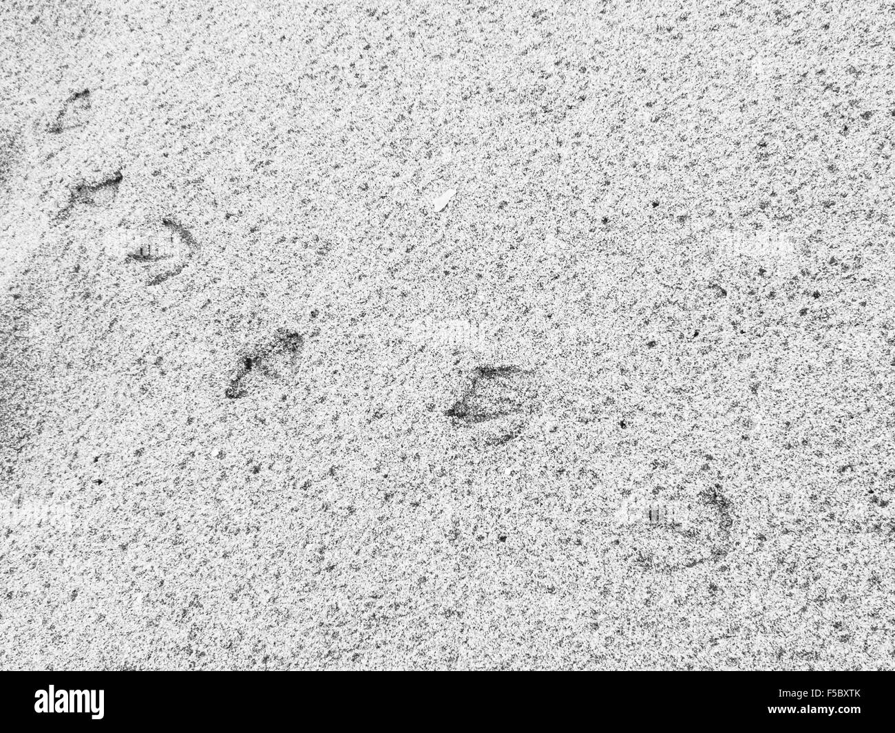Seagull orme sabbia. Seagull impronte sulla spiaggia alla fine della stagione estiva Foto Stock