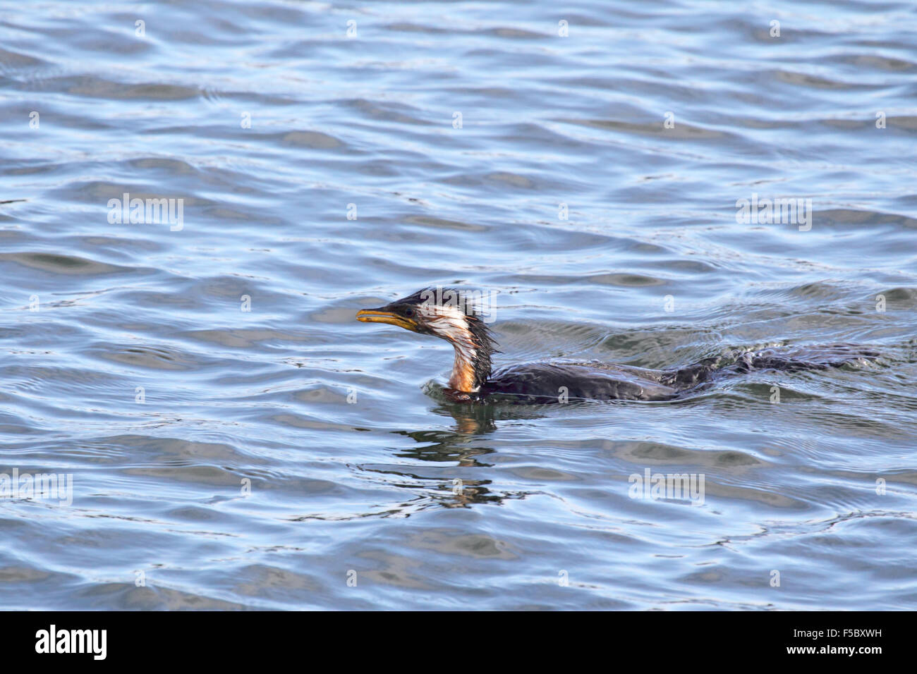 Poco Pied cormorano (Microcarbo melanoleucos) nuoto nel Lago di re in Lakes Entrance, Victoria, Australia. Foto Stock