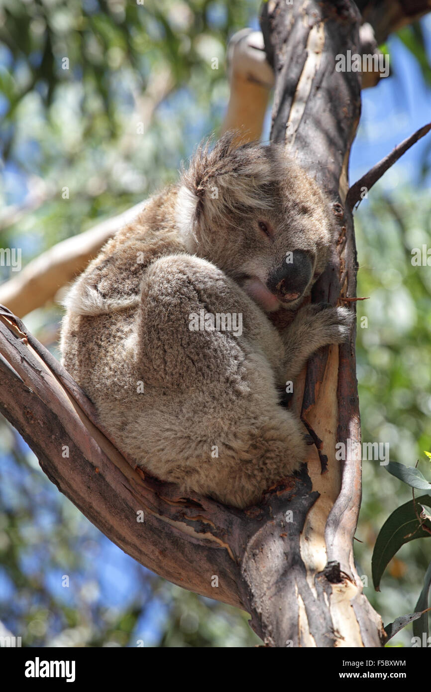 Koala (Phascolarctos cinereus) seduto su un albero eukalypt su Raymond isola nel Lago di Re, Victoria, Australia. Foto Stock