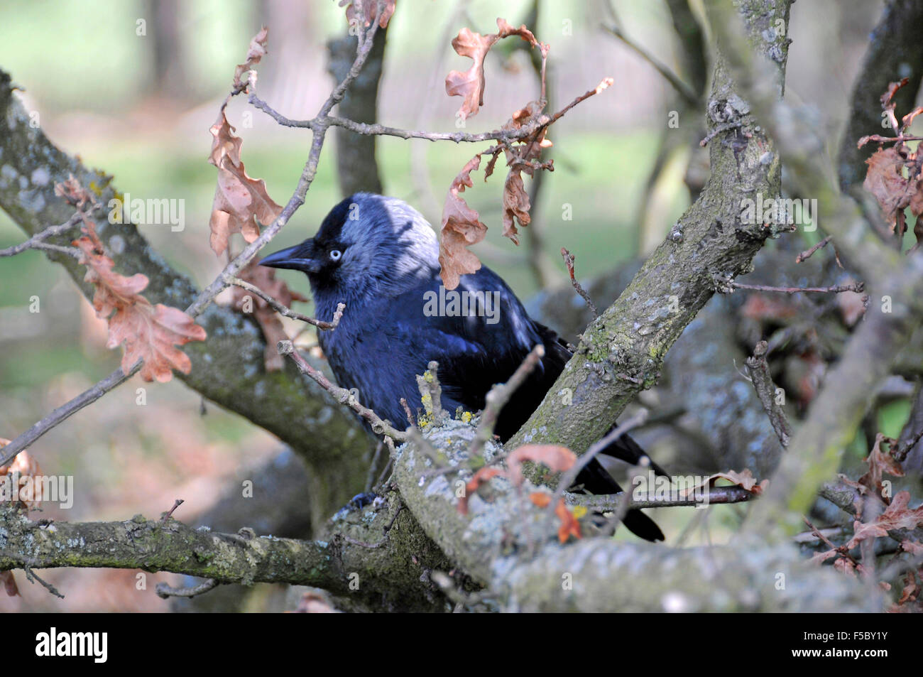 Taccola (Corvus monedula) in piedi sui rami di alberi in Richmond Park, Inghilterra Foto Stock