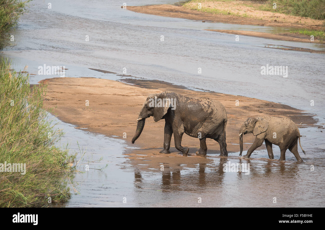 Gli elefanti che attraversa un fiume poco profondo Foto Stock