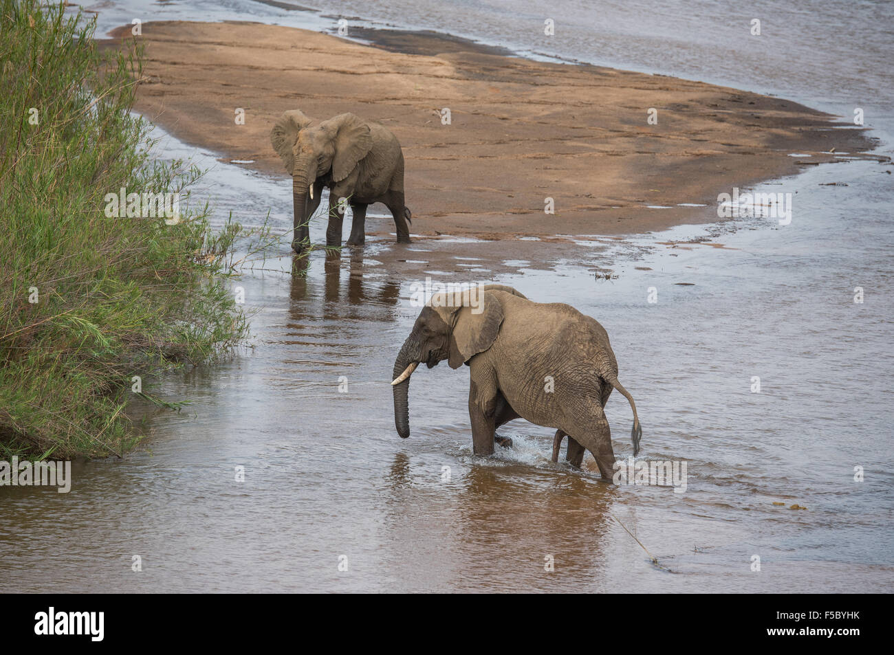 Due elefanti che interagiscono nel fiume Sabie Foto Stock