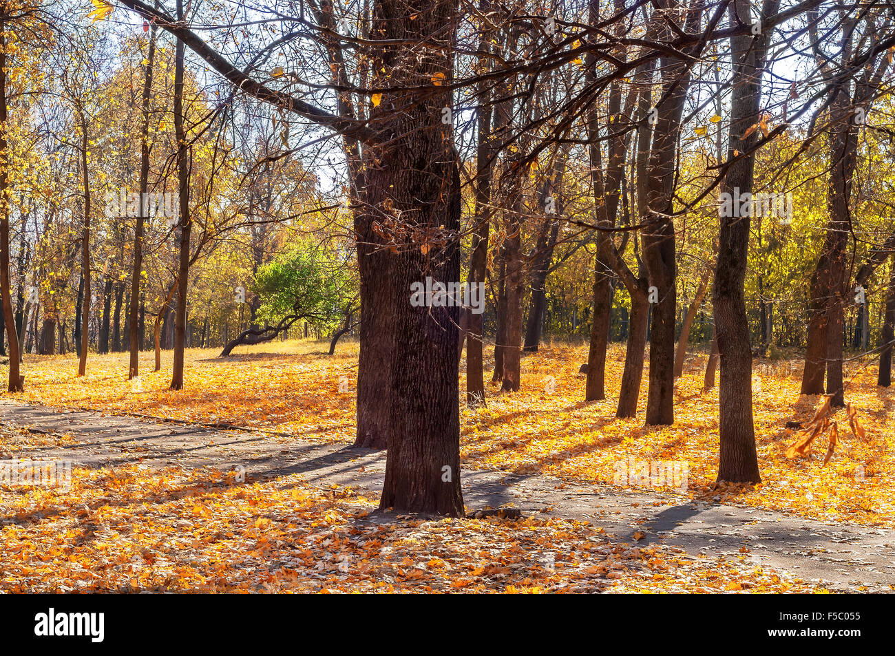 La passerella tra colorate Foglie di autunno nel parco Foto Stock