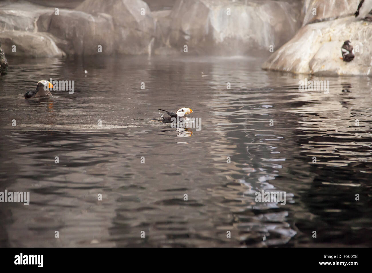 Puffin tufted a una nuotata in Alaska. Foto Stock