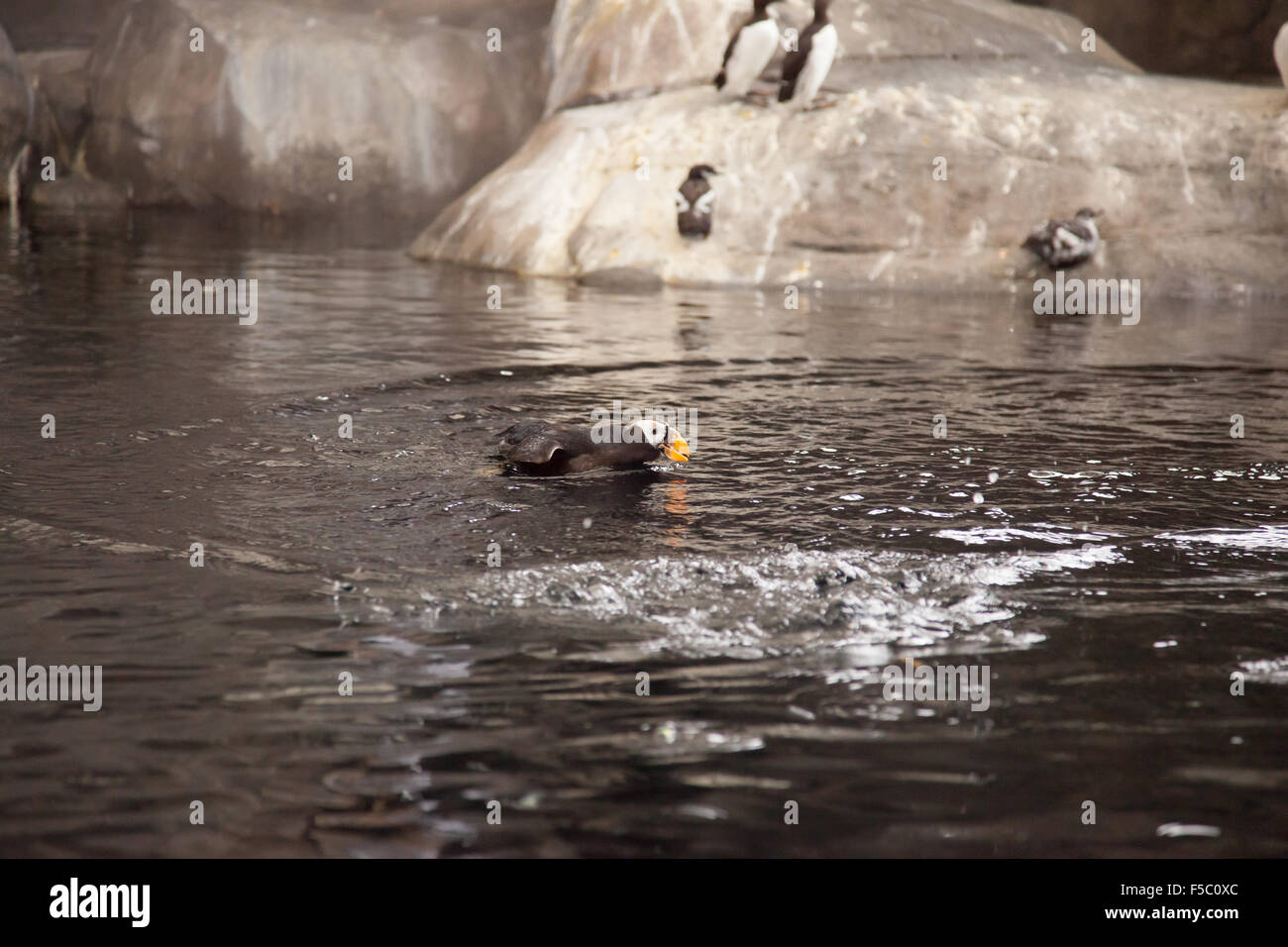 Puffin tufted a una nuotata in Alaska. Foto Stock