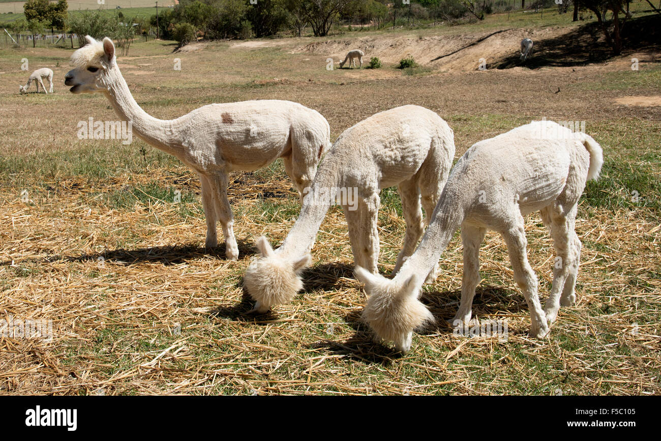 Alpaca giovani che sono state troncare pascolando nella Western Cape Sud Africa Foto Stock