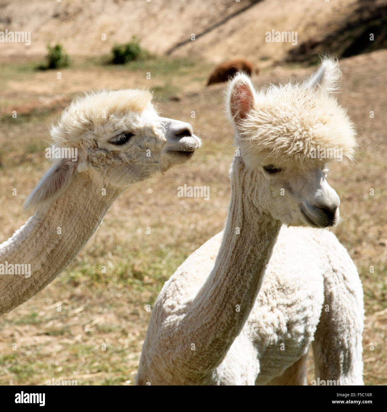 Alpaca giovani che sono state troncare pascolando nella Western Cape Sud Africa Foto Stock