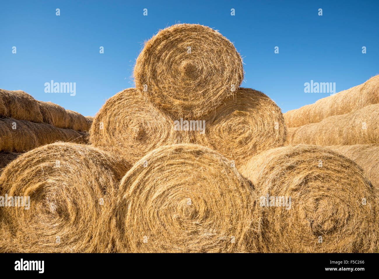 Le balle di paglia; Danner, southeastern Oregon. Foto Stock