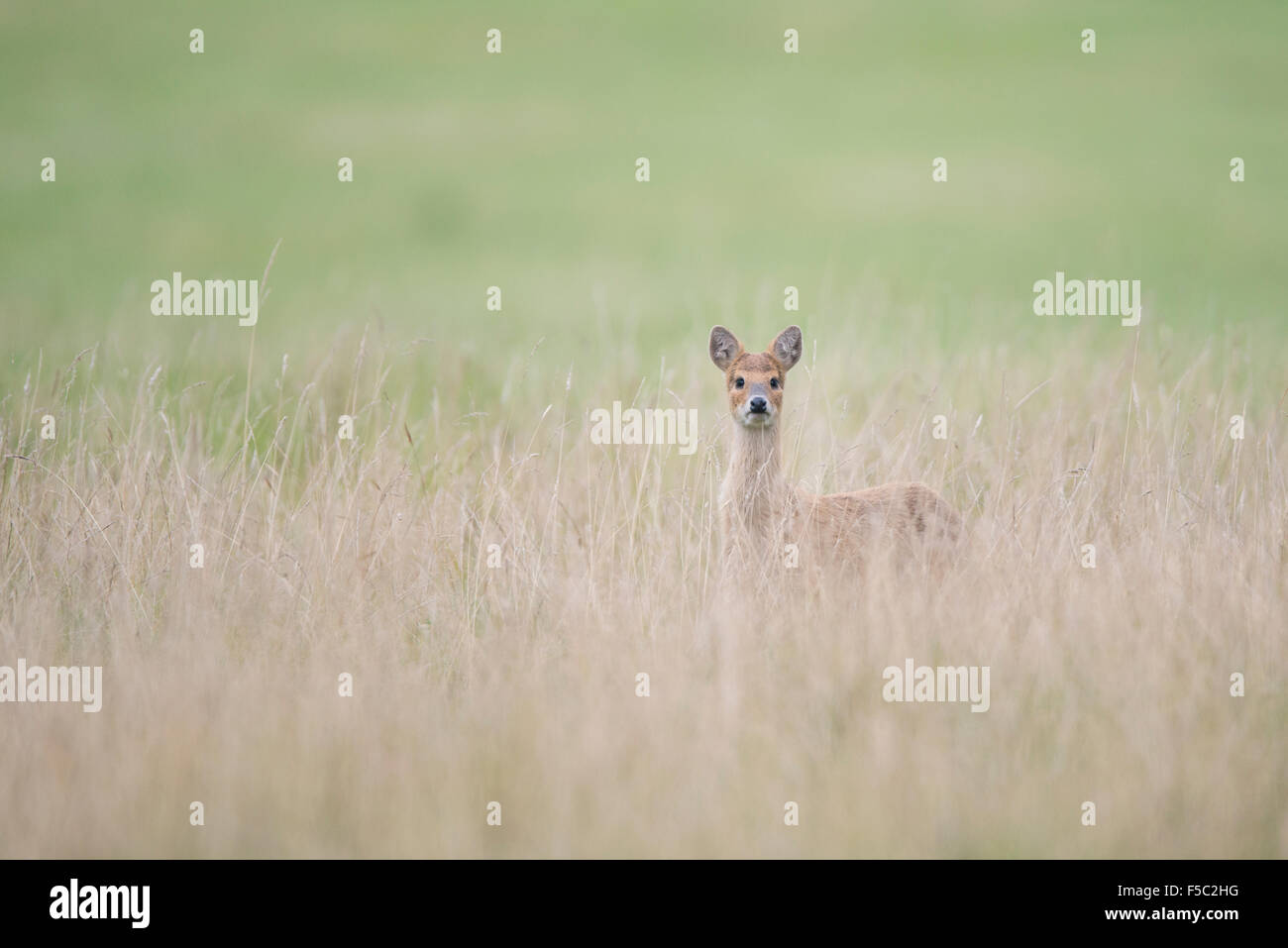 Acqua cinese deer (Hydropotes inermis) Foto Stock