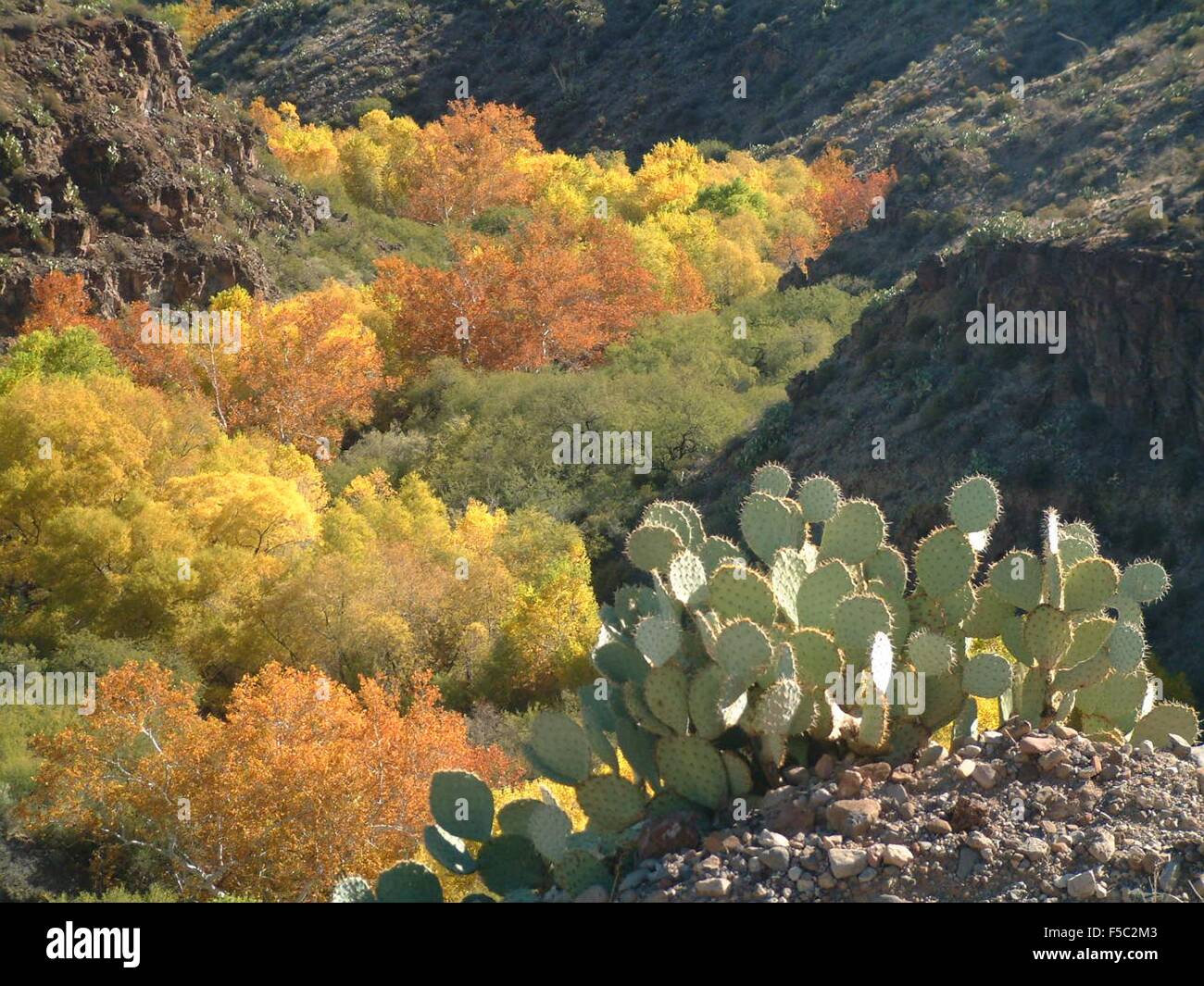 Il fogliame di autunno lungo il Gila River Canyon nella casella di Gila rivierasche National Conservation Area vicino Safford, California. Foto Stock