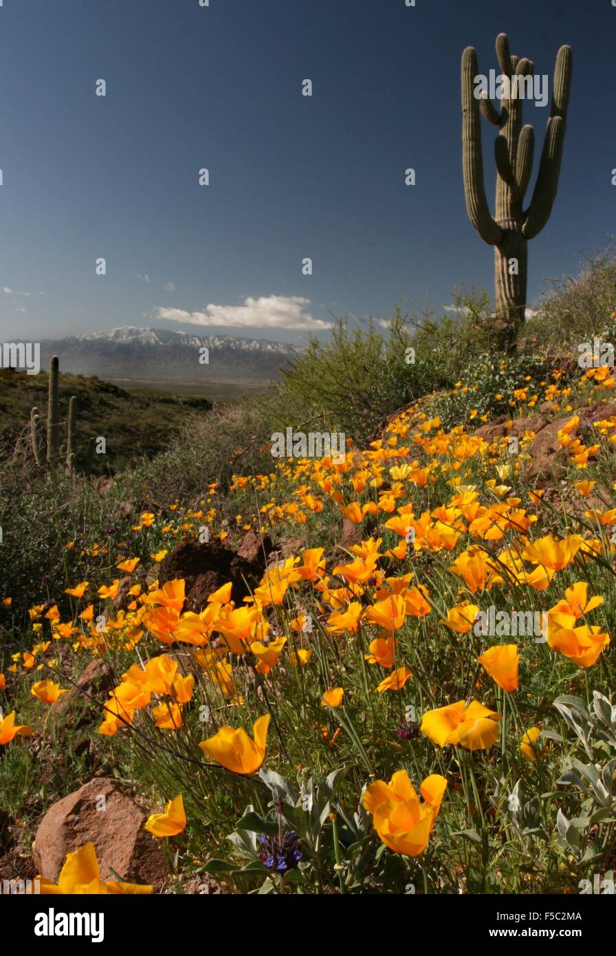 Papaveri selvatici sbocciano nella casella di Gila rivierasche National Conservation Area vicino Safford, California. Foto Stock
