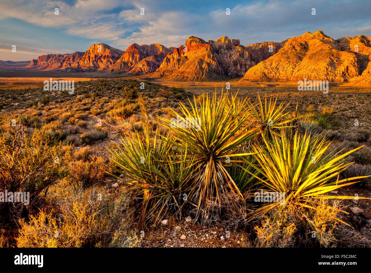 Yucca spears nella Red Rock Canyon National Conservation Area vicino a Las Vegas, Nevada. Foto Stock