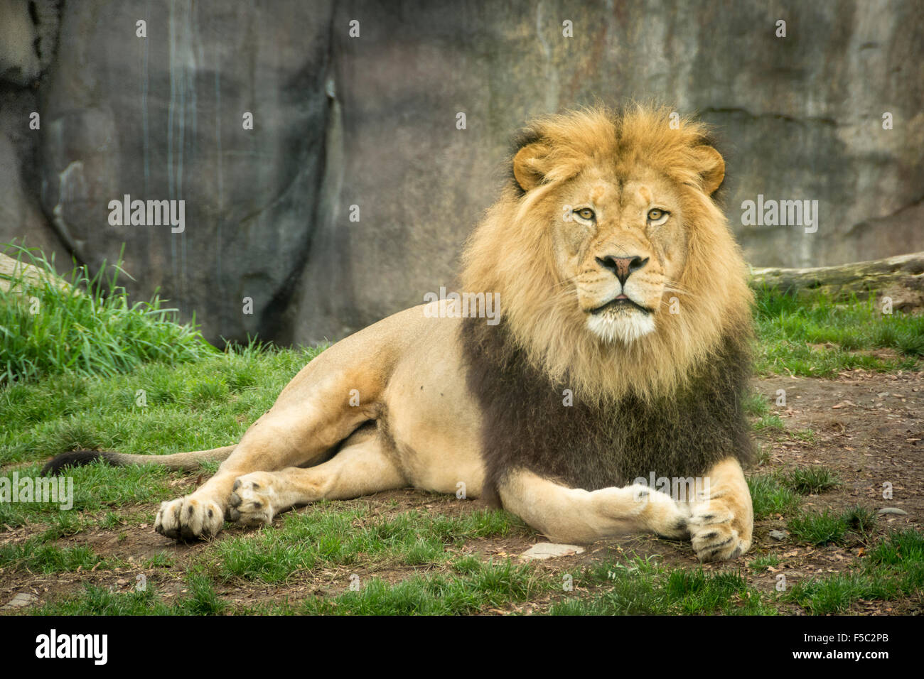 Lion presentano presso la Oregon Zoo di Portland, Oregon. Foto Stock