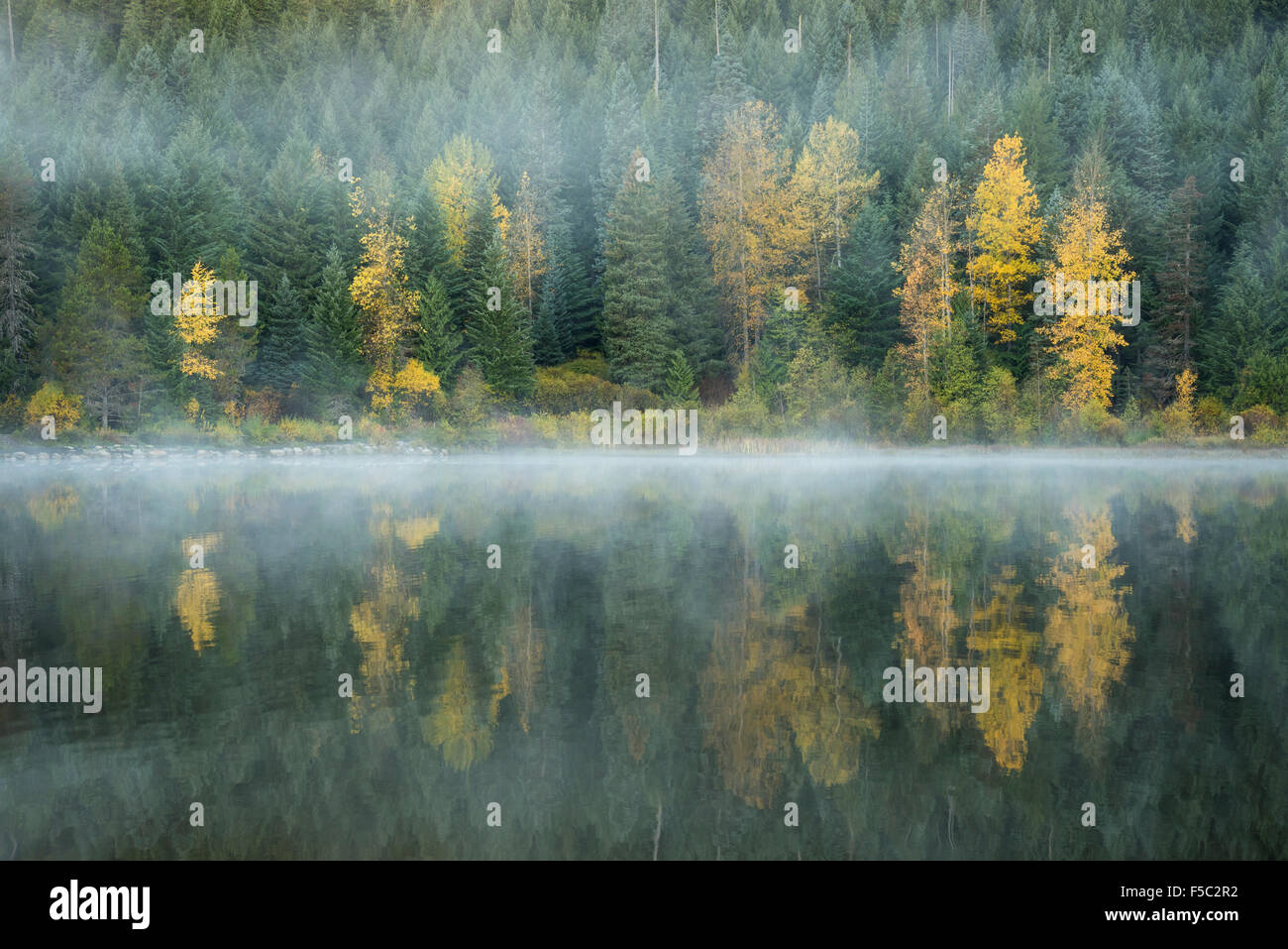La nebbia, Aspen, pini e abeti, Trillium Lago, Cascade Mountains, Oregon. Foto Stock