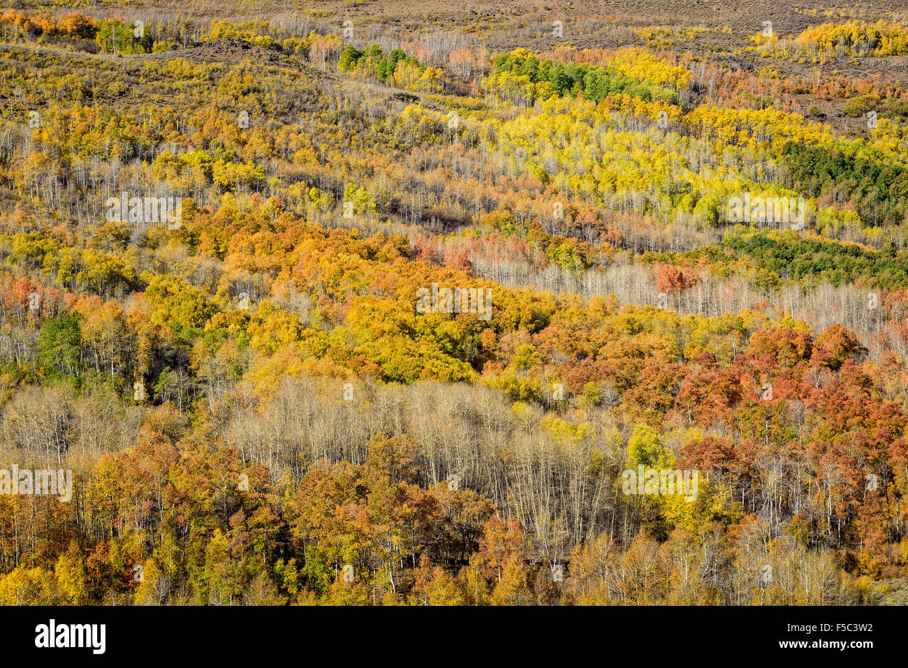 Aspen alberi in autunno a colori Jackman Park Area ricreativa sul Monte Steens, southeastern Oregon. Foto Stock