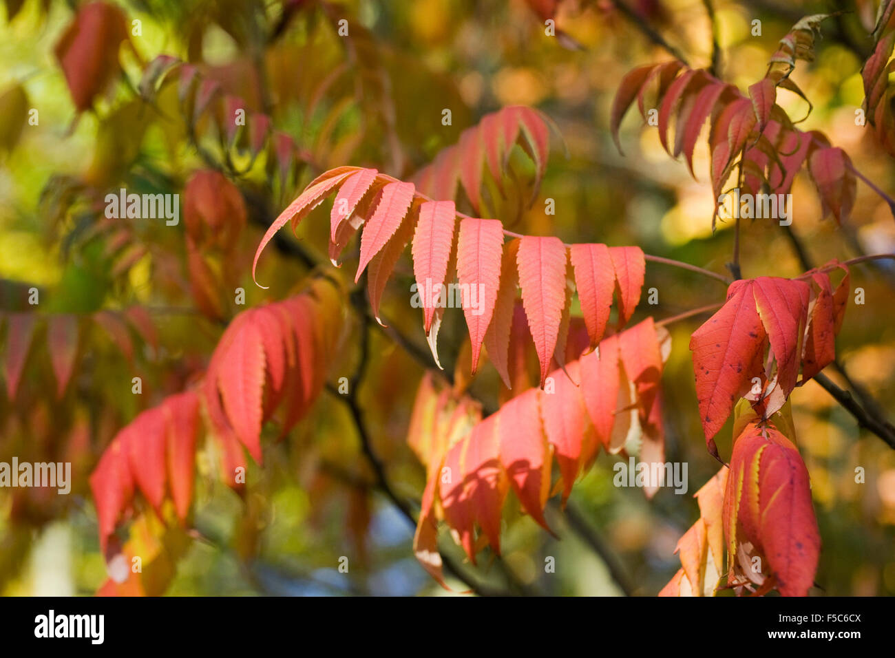 Rhus succedanea le foglie in autunno. Foto Stock