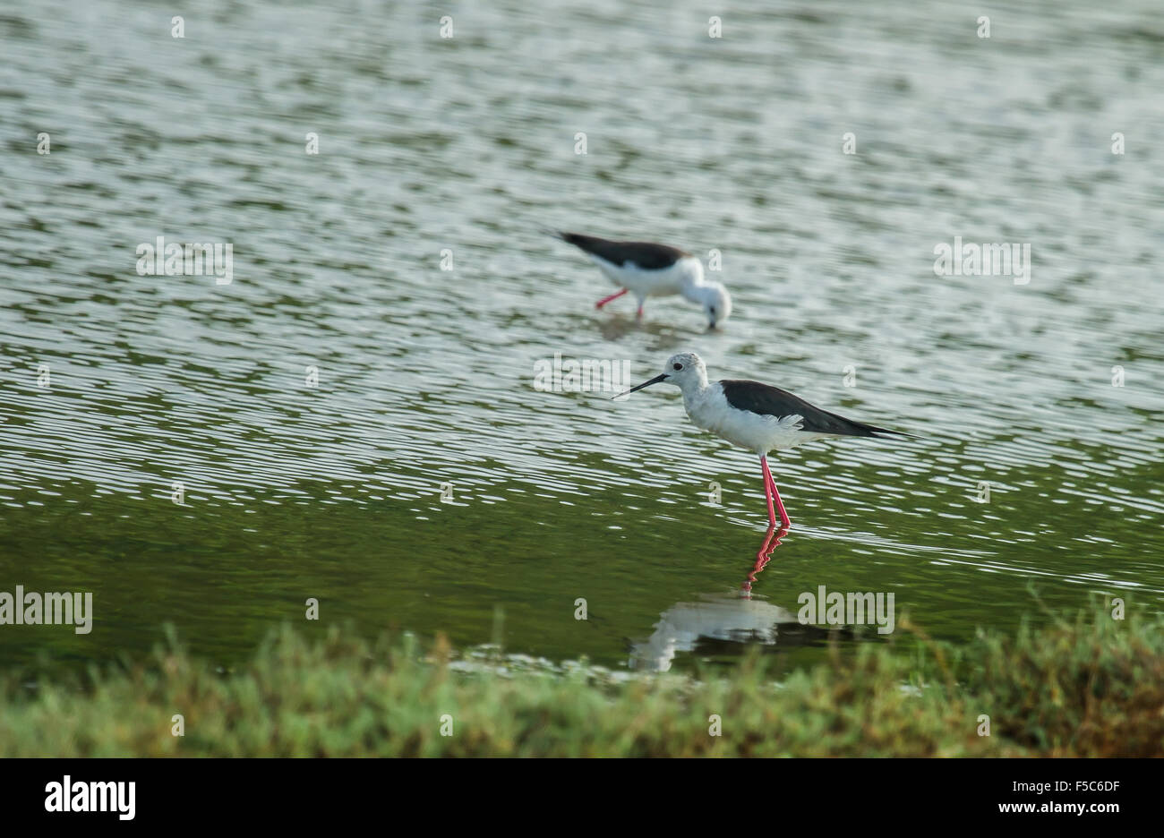 Il black-winged Stilt è un grande bianco e nero wader con lunghi arancione-rosso gambe e un dritto nero bill. Foto Stock