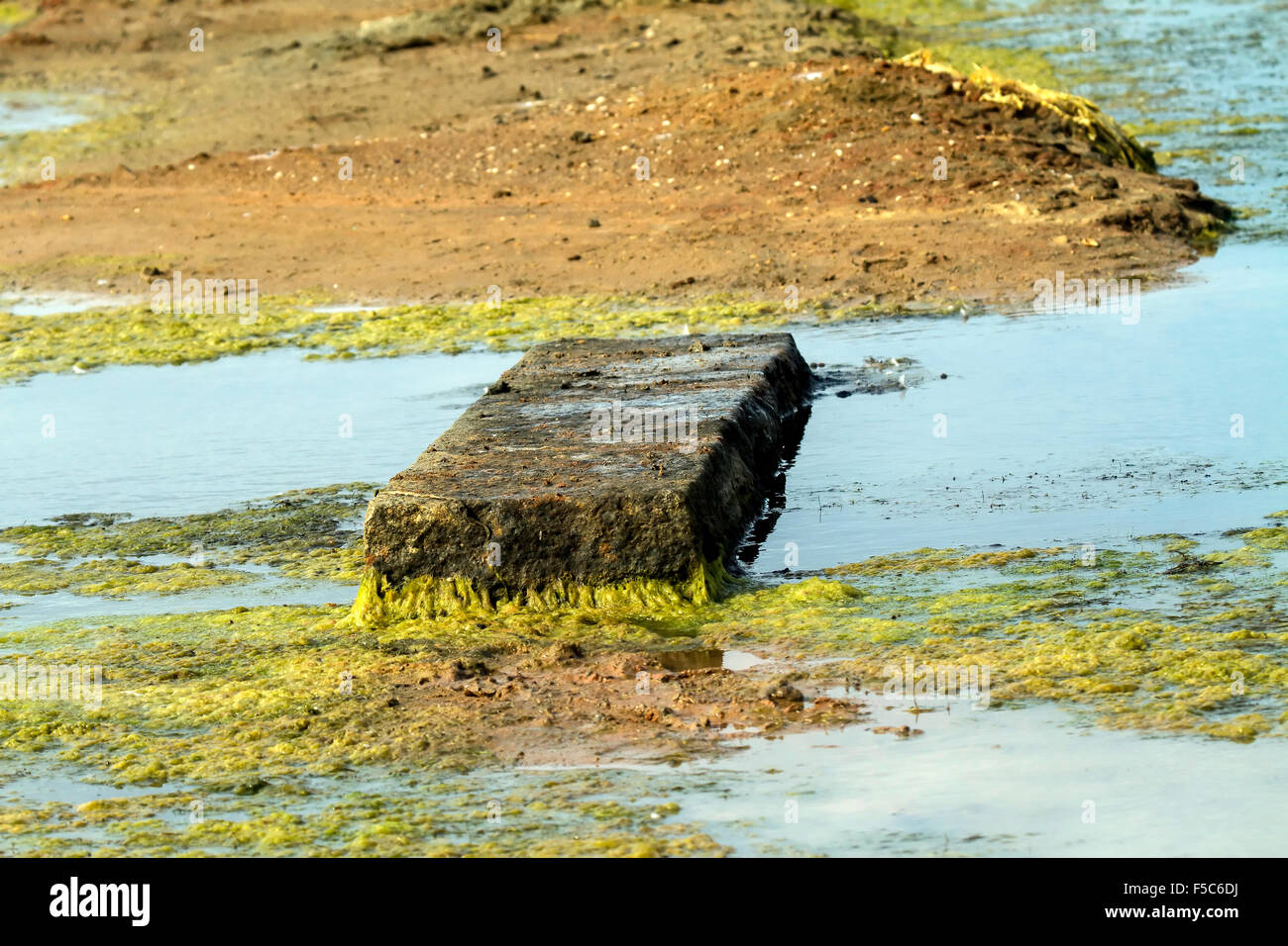 Un blocco di cemento armato e alghe di acqua Foto Stock