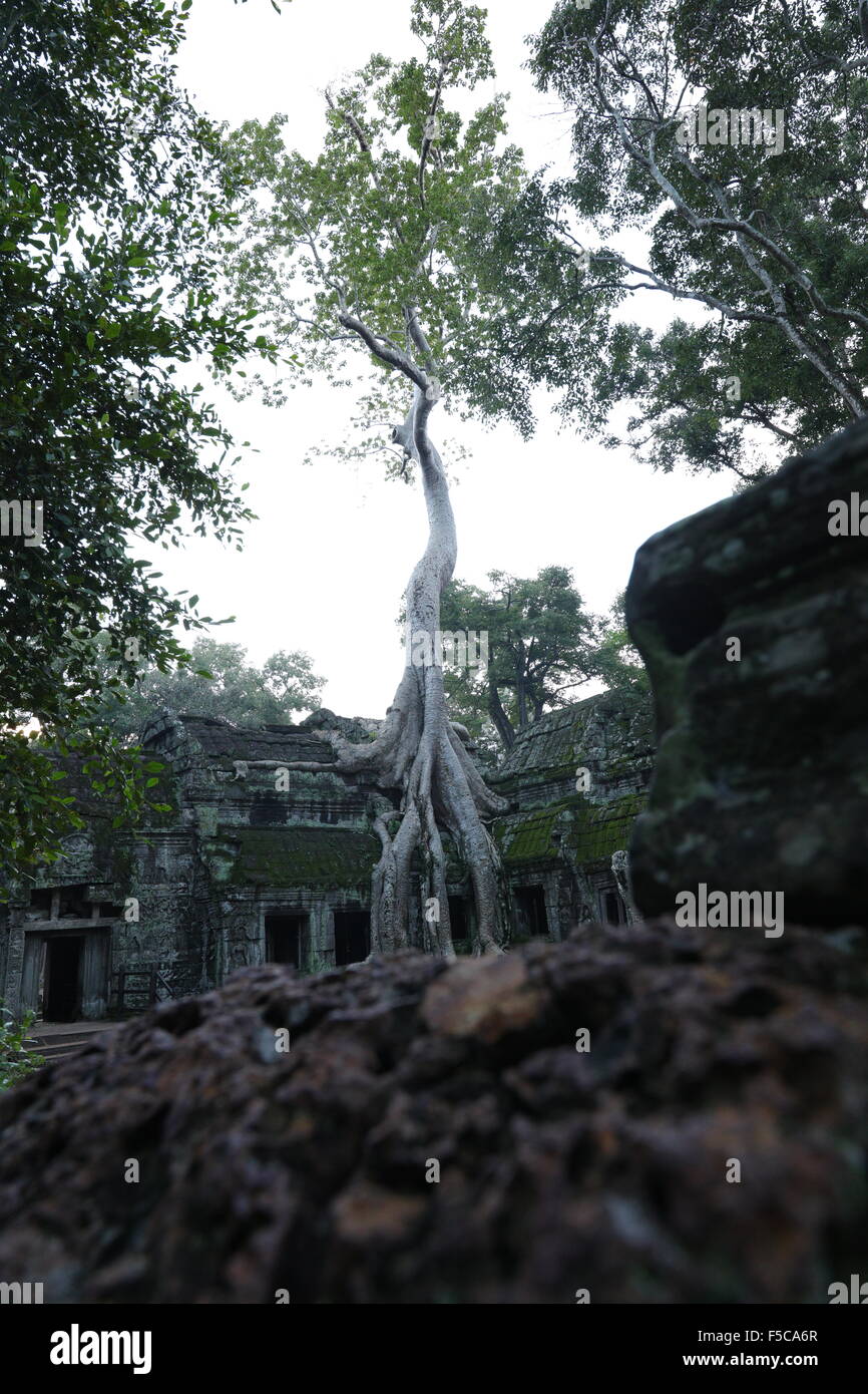 Albero sul tetto in Angkor Wat Parco Nazionale Foto Stock