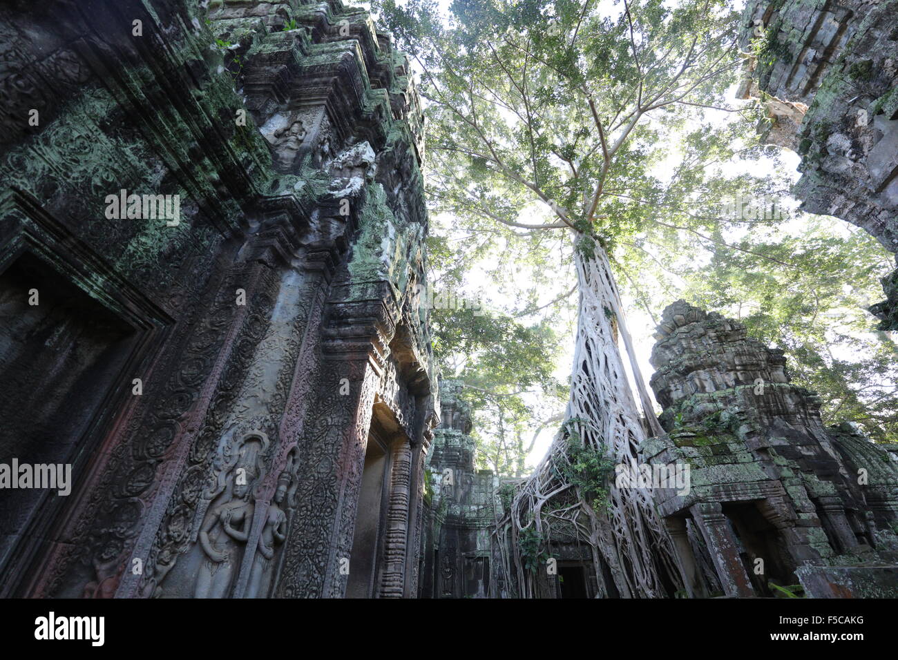 Ultrawide rovina con albero sulla parte superiore Foto Stock