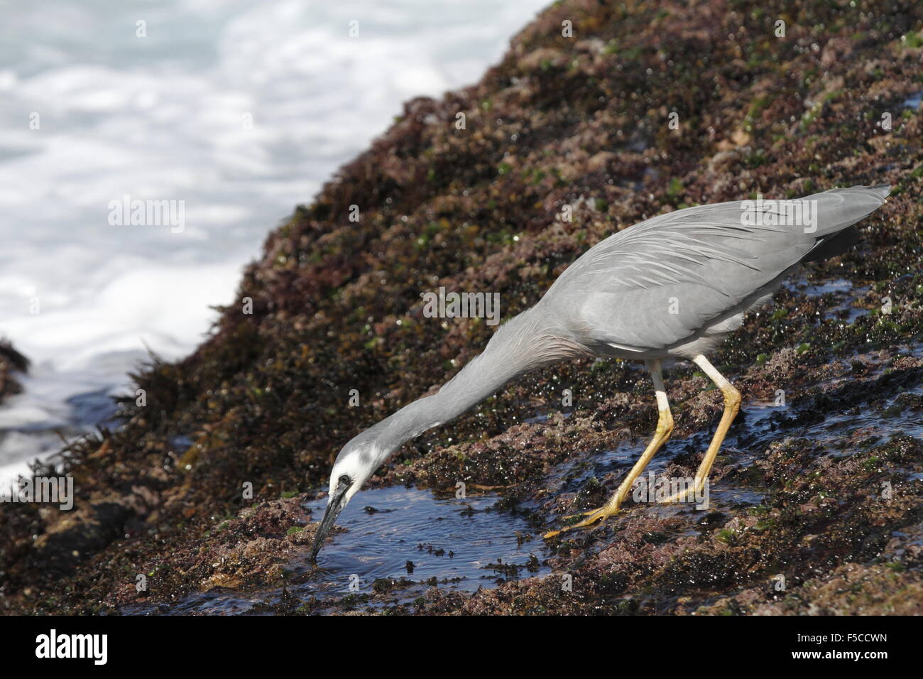 Di fronte bianco-heron alla ricerca di cibo su un ripiano di roccia vicino al mare Foto Stock