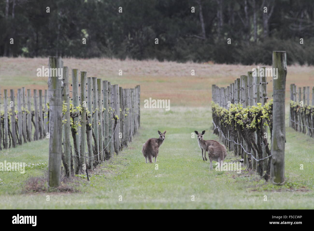 Grigio orientale canguri in un vigneto Foto Stock