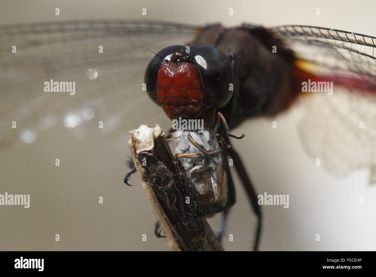 Fiery dragonfly Skimmer Orthetrum migratum Foto Stock