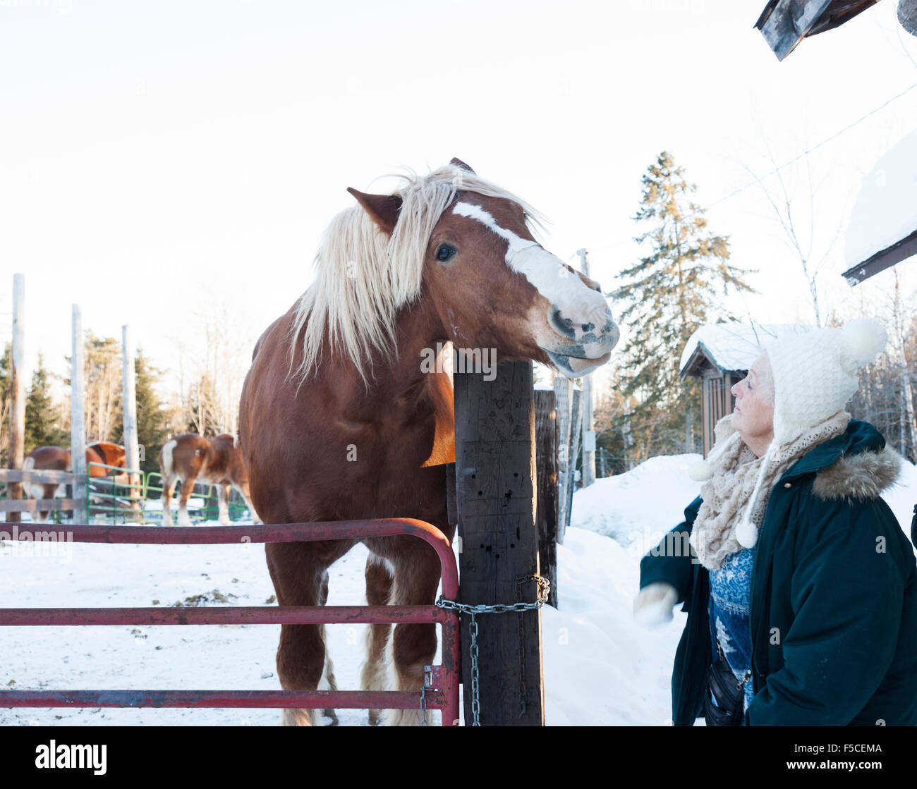 Senior donna caucasica interagisce con un Belgio progetto cavallo dietro un recinto in una fattoria durante l'inverno, MN, Stati Uniti d'America Foto Stock