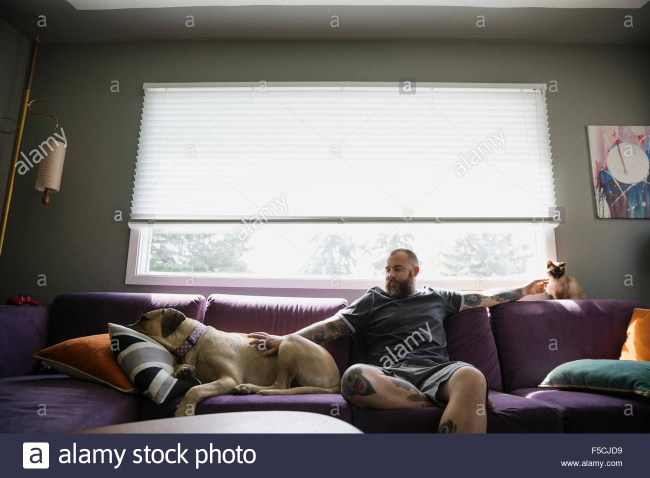 L'uomo sul divano petting cane e gatto Foto Stock