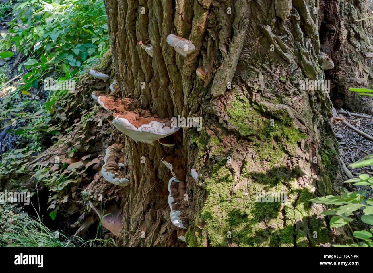 Vecchio albero con vernici legno fresco fungo nella foresta, montagna Vitosha, Bulgaria Foto Stock