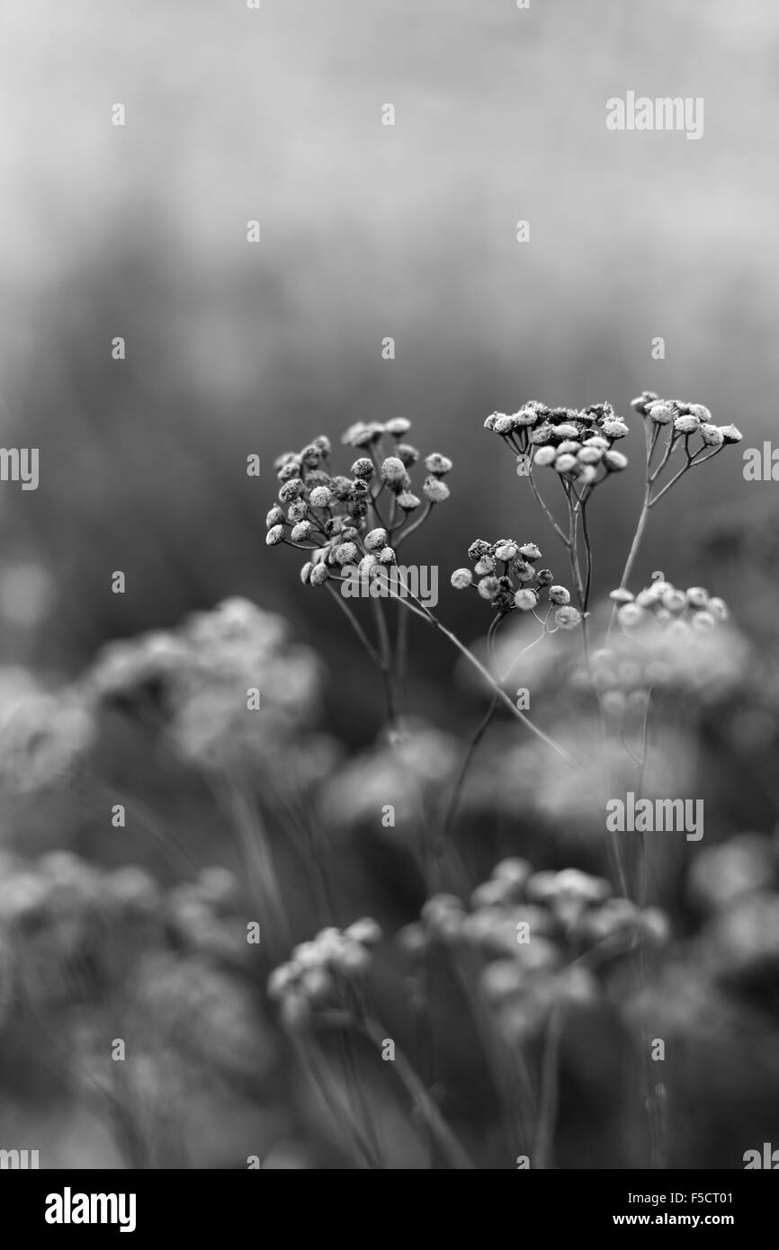 Wild autunno fiori vicino, in bianco e nero Foto Stock