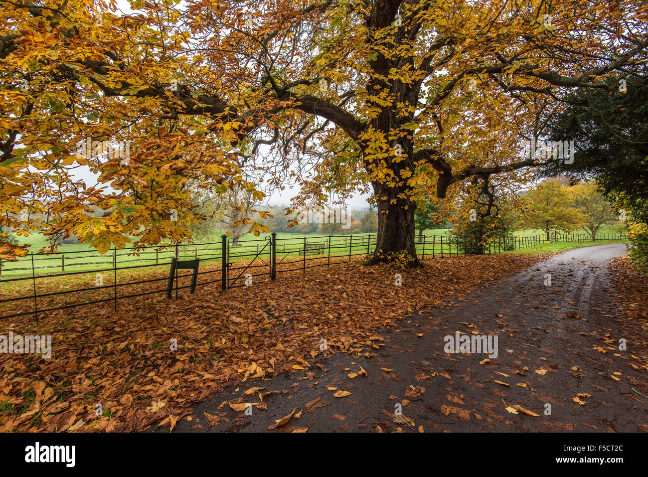 Ippocastano albero. Colore di autunno a Borde Hill Gardens Foto Stock