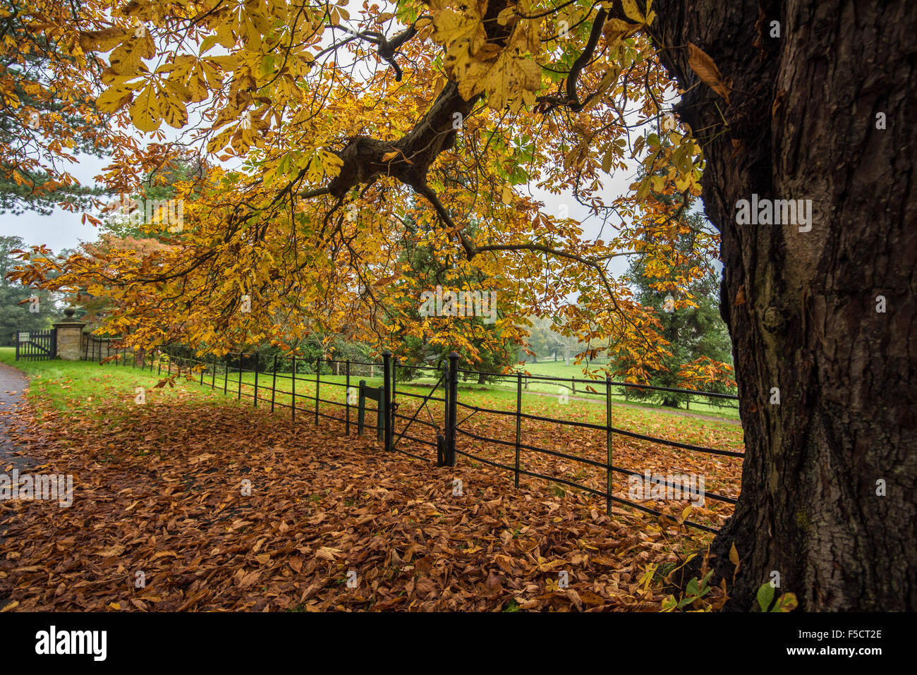 Ippocastano albero. Colore di autunno a Borde Hill Garden Foto Stock
