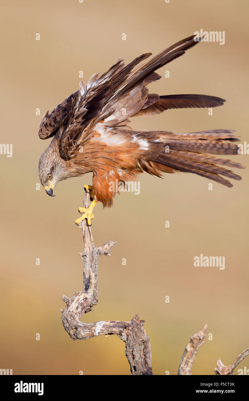 Nibbio, adulti di atterraggio su un albero morto, Basilicata, Italia (Milvus migrans) Foto Stock