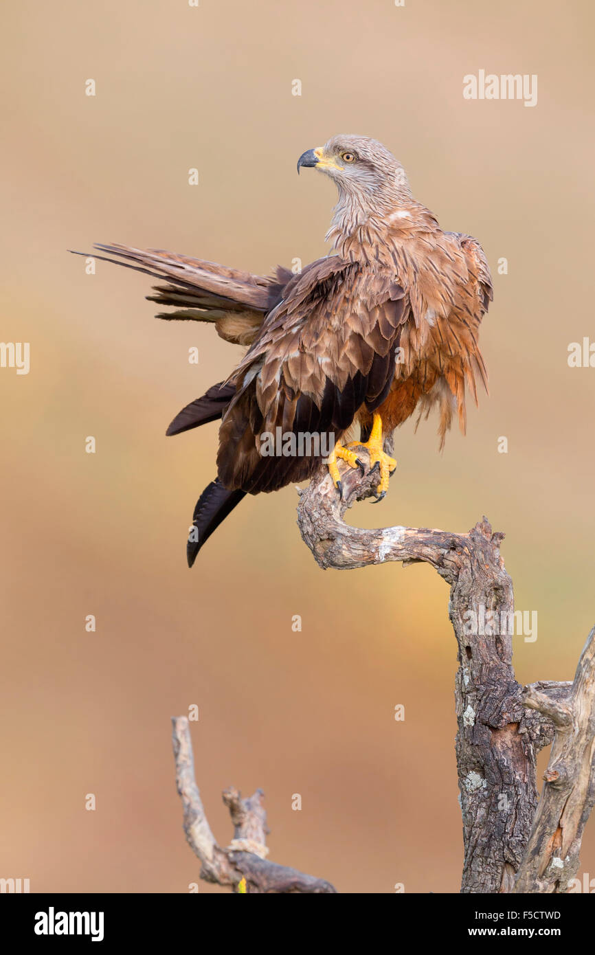Nibbio, Adulti appollaiato su un albero morto, Basilicata, Italia (Milvus migrans) Foto Stock
