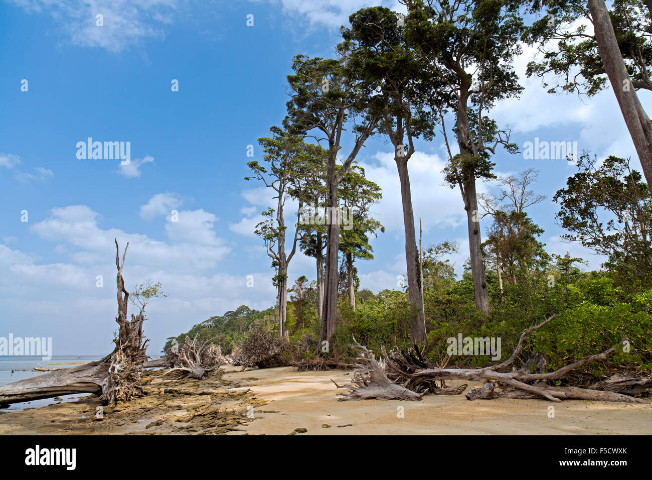 La famosa spiaggia di wandoor mostra ancora sradicato albero come un risultato di lo tsunami del 2004 Foto Stock