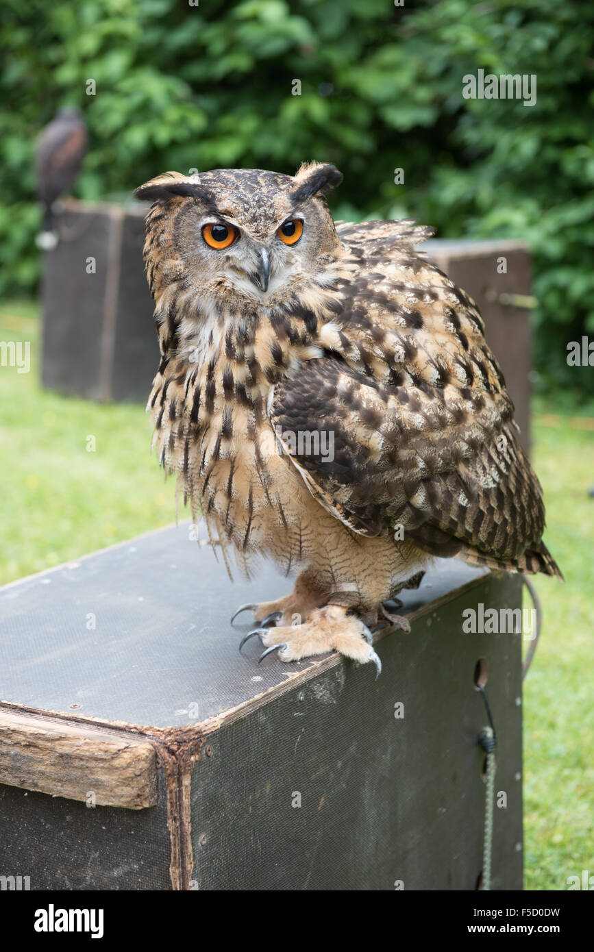 Il gufo è in piedi su una scatola di legno Foto Stock