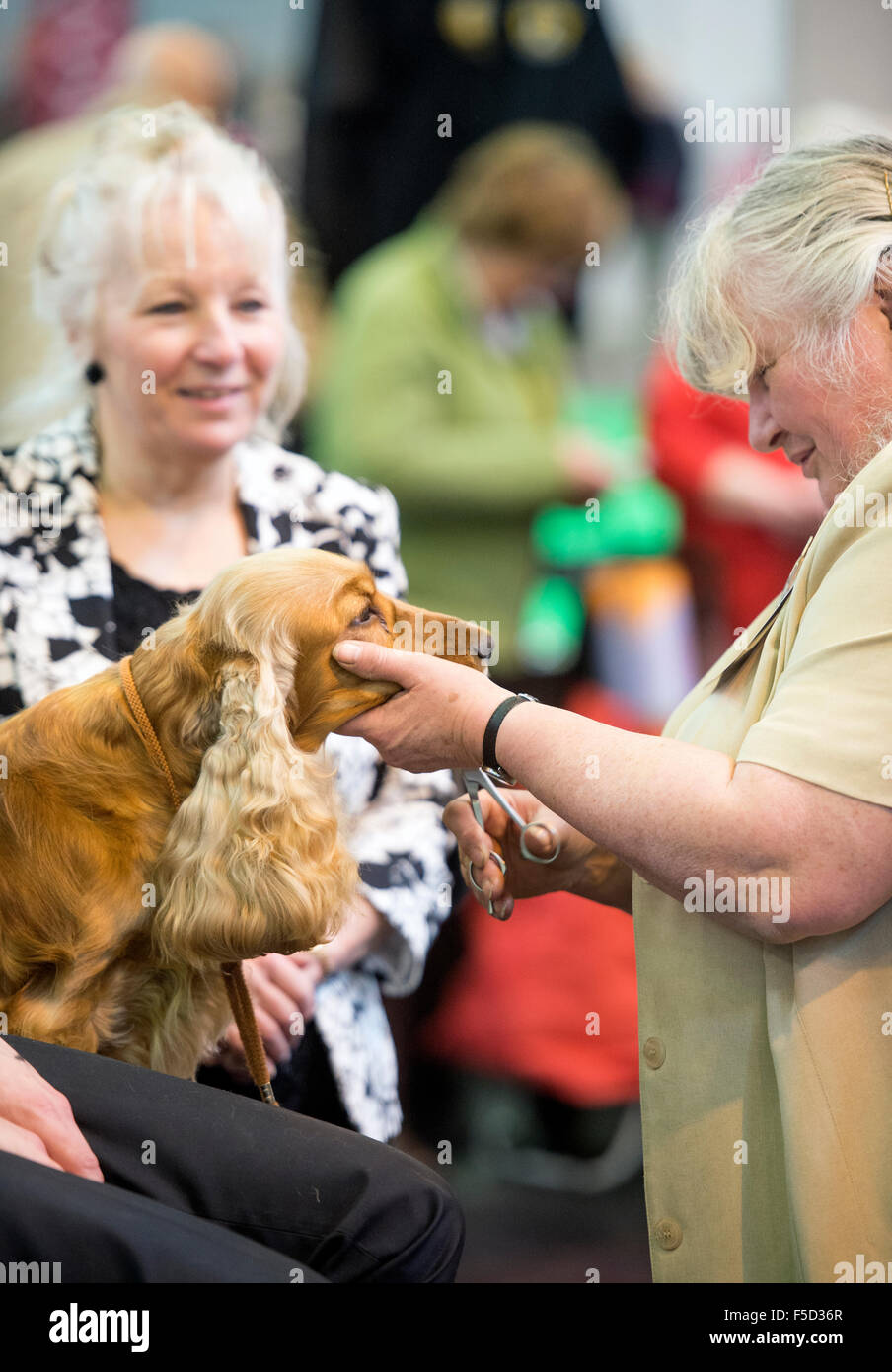 Il Crufts dog show al NEC di Birmingham - un inglese Cocker Spaniel ha i suoi baffi tagliati Foto Stock