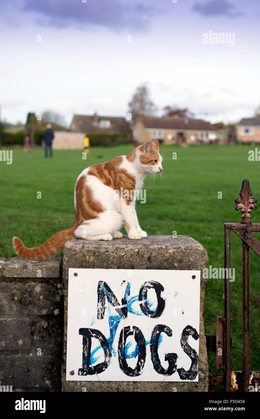 Un gatto su una parete che circonda i campi da gioco con il segno "No cani " REGNO UNITO Foto Stock