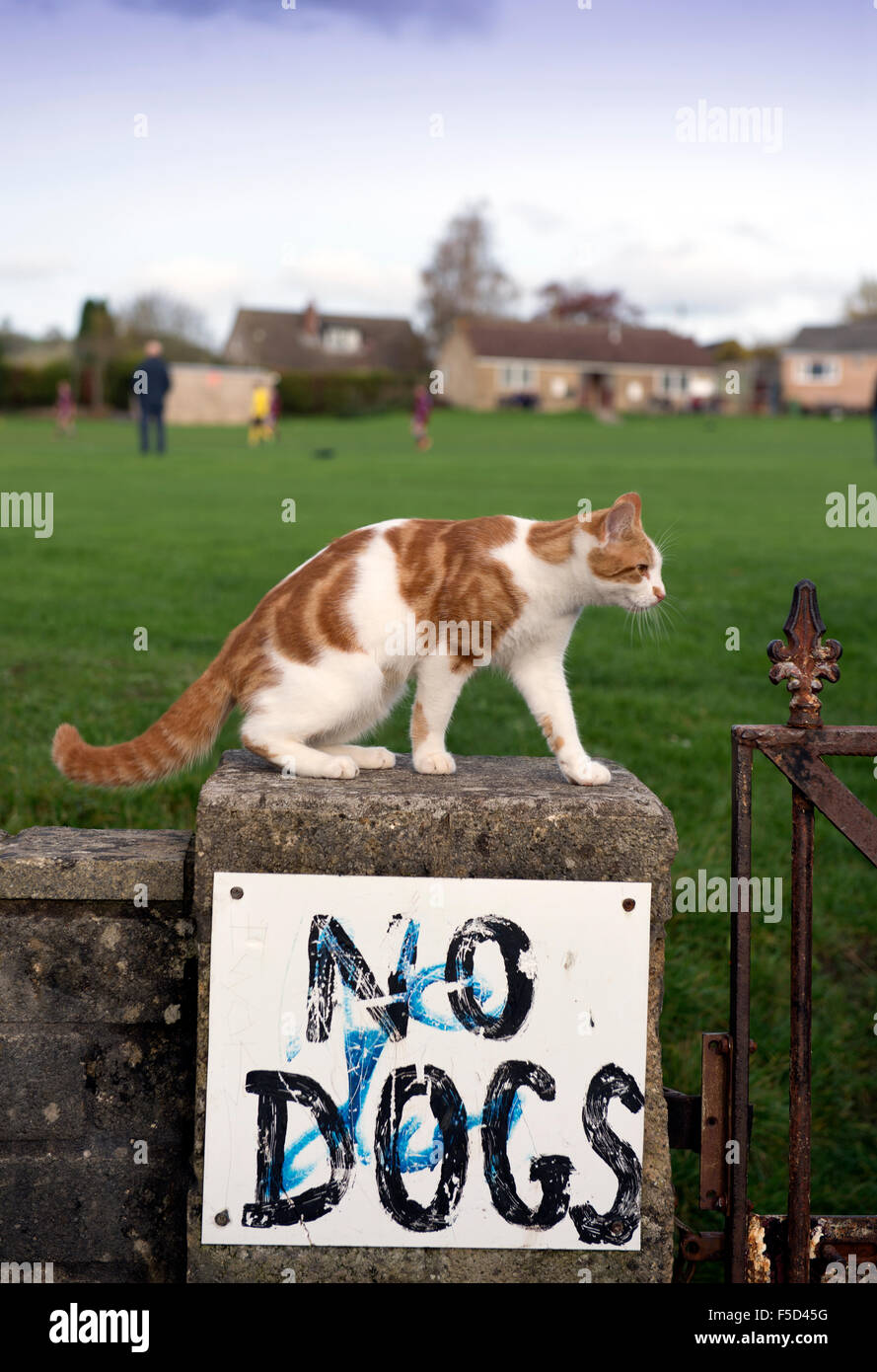 Un gatto su una parete che circonda i campi da gioco con il segno "No cani " REGNO UNITO Foto Stock